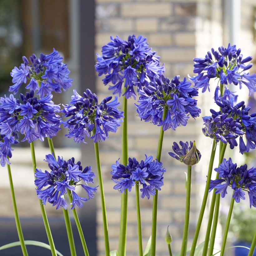 Agapanthus Blue Thunder - Schmucklilie (Flowering)