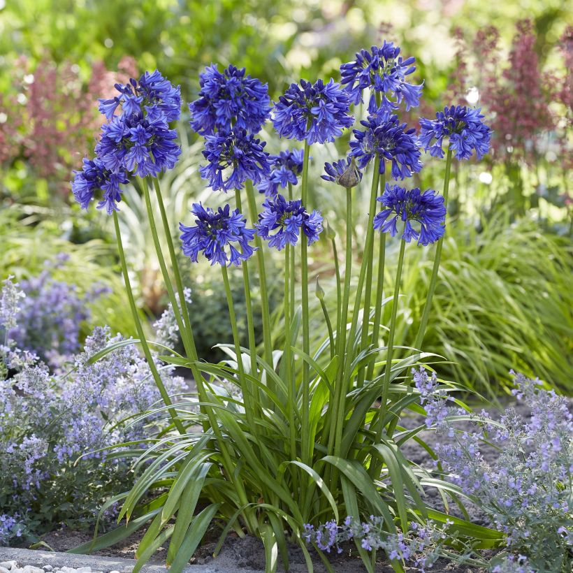 Agapanthus Blue Thunder - Schmucklilie (Plant habit)