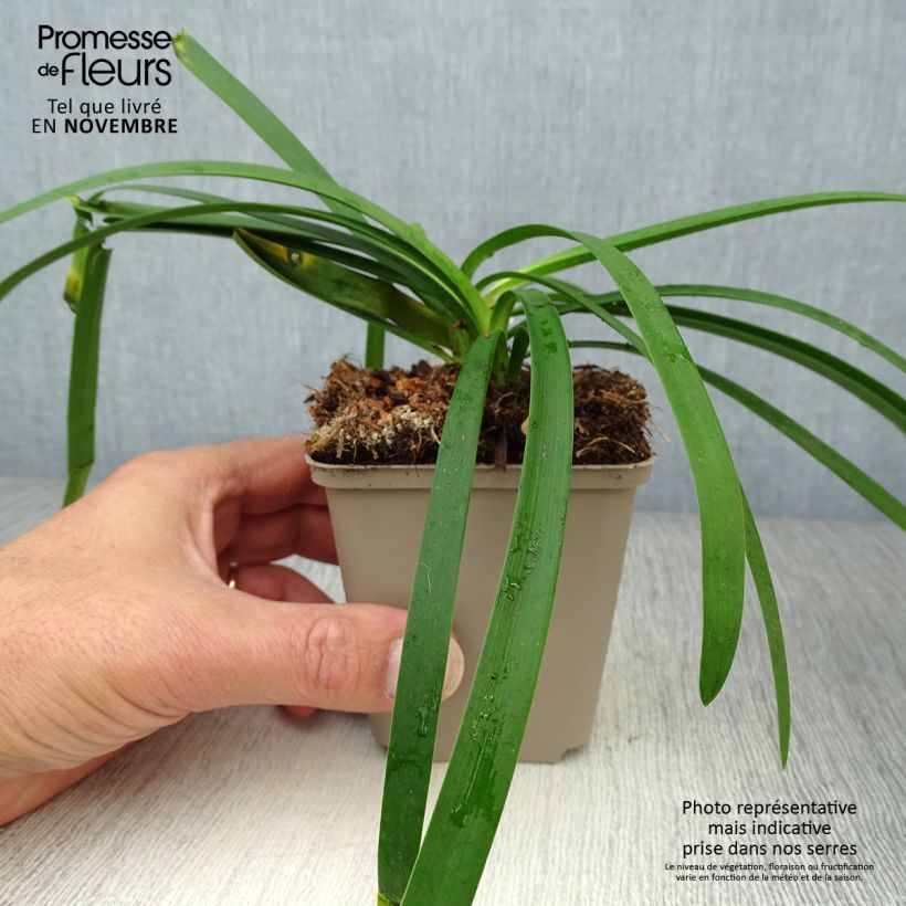 Example of Agapanthus Blue Thunder - Schmucklilie Kleine Töpfe von 8/9 cm as you get in automne