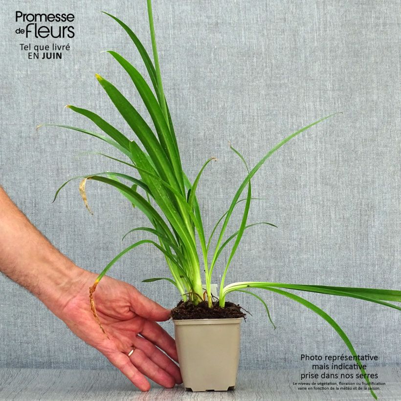 Exemplar von Agapanthus Blue Thunder - Schmucklilie Kleine Töpfe von 8/9 cm wie im Sommer geliefert