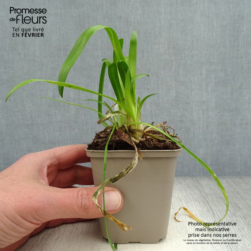 Exemplar von Agapanthus Blue Thunder - Schmucklilie Kleine Töpfe von 8/9 cm wie im Winter geliefert