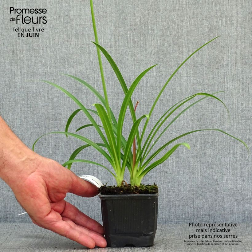 Example of Agapanthus Ever Sapphire - Schmucklilie Kleine Töpfe von 8/9 cm as you get in ete