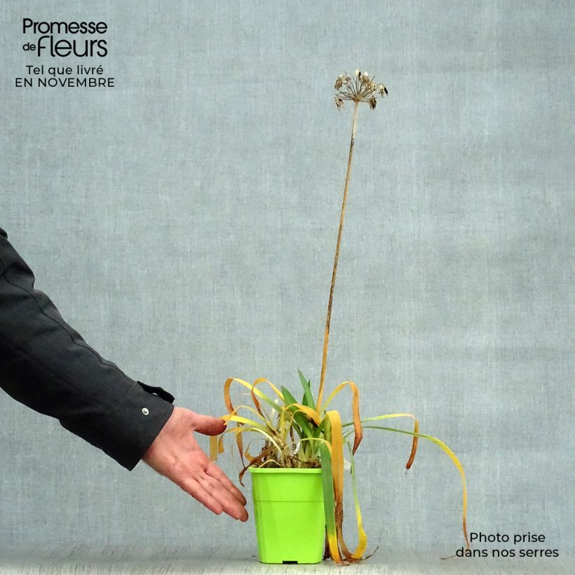 Example of Agapanthus Ever Sapphire - Schmucklilie Topf mit 1,5L/2L as you get in automne