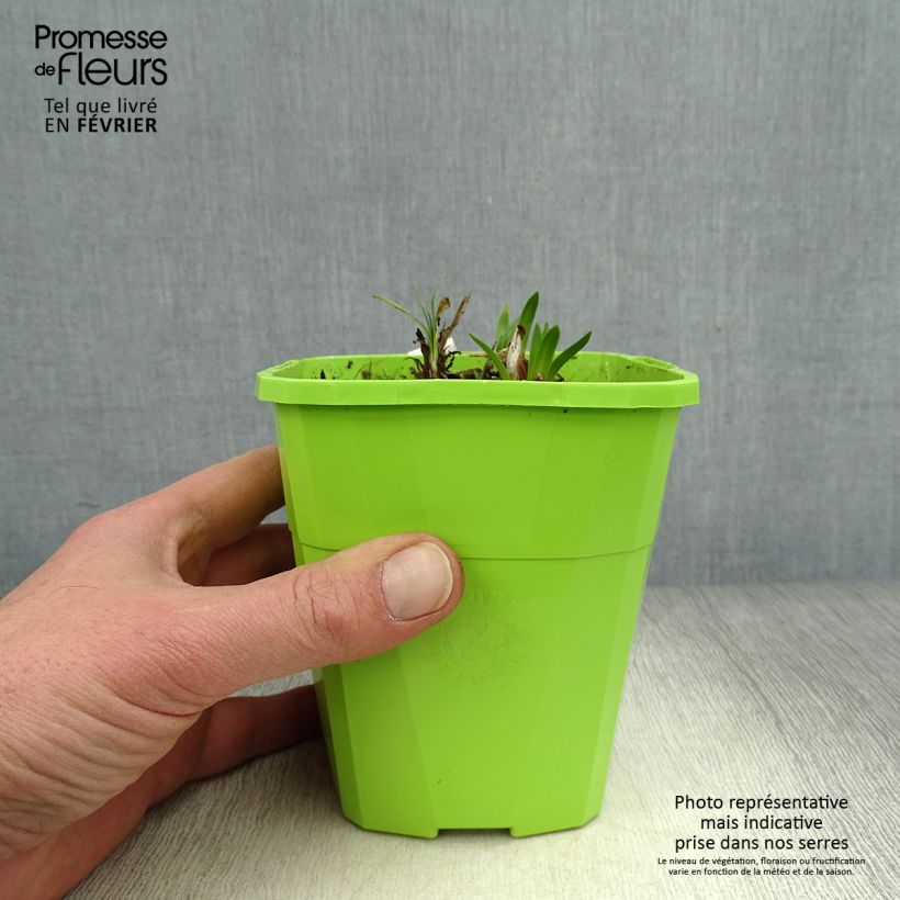 Exemplar von Agapanthus Ever Sapphire - Schmucklilie Topf mit 1,5L/2L wie im Winter geliefert