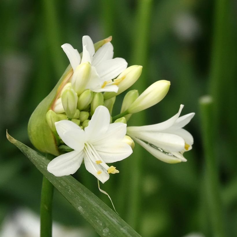 Agapanthus Ever White - Schmucklilie (Blüte)