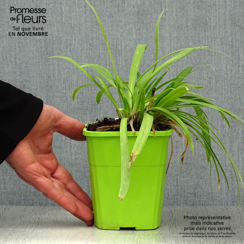Example of Agapanthus Ever White - Schmucklilie Topf mit 1L/1,5L as you get in automne