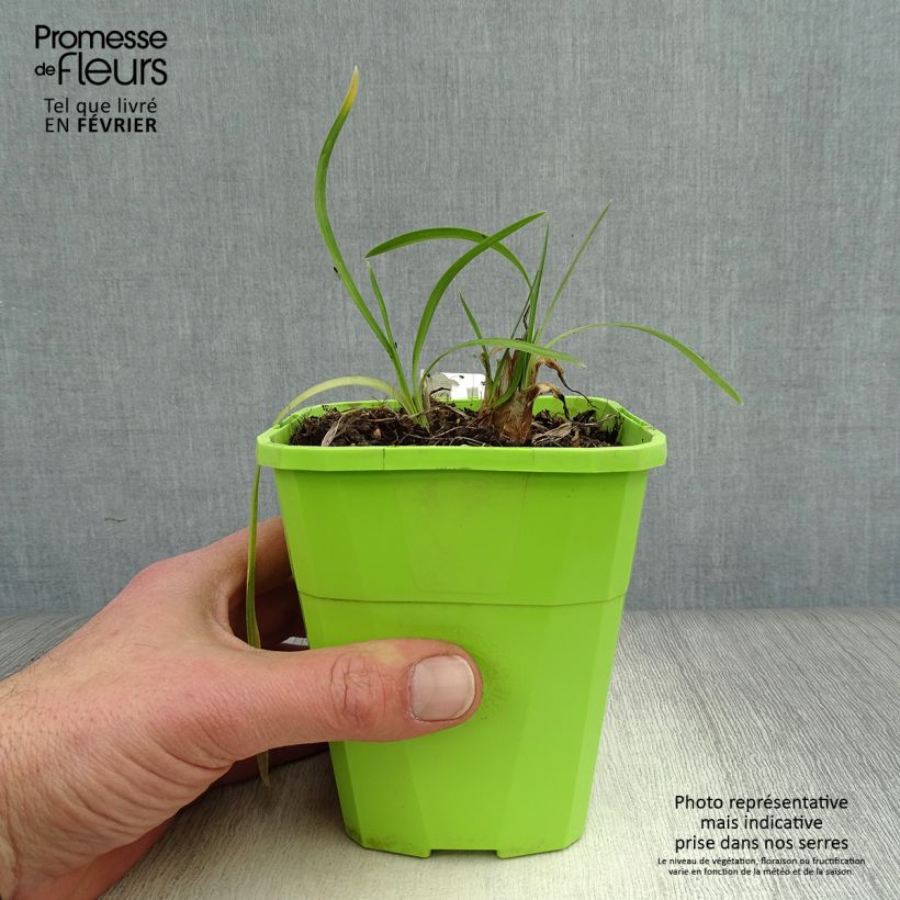 Exemplar von Agapanthus Ever White - Schmucklilie Topf mit 1L/1,5L wie im Winter geliefert