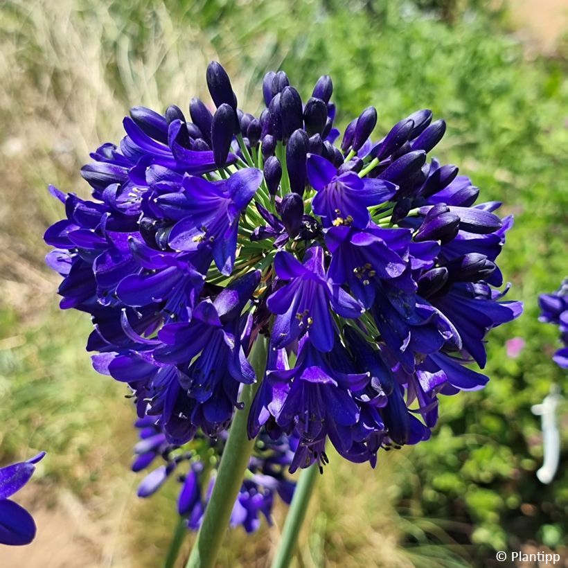 Agapanthe Midnight Sky - Schmucklilie (Flowering)