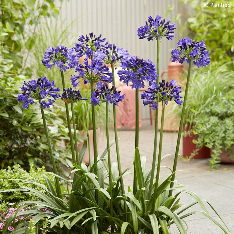 Agapanthe Midnight Sky - Schmucklilie (Plant habit)