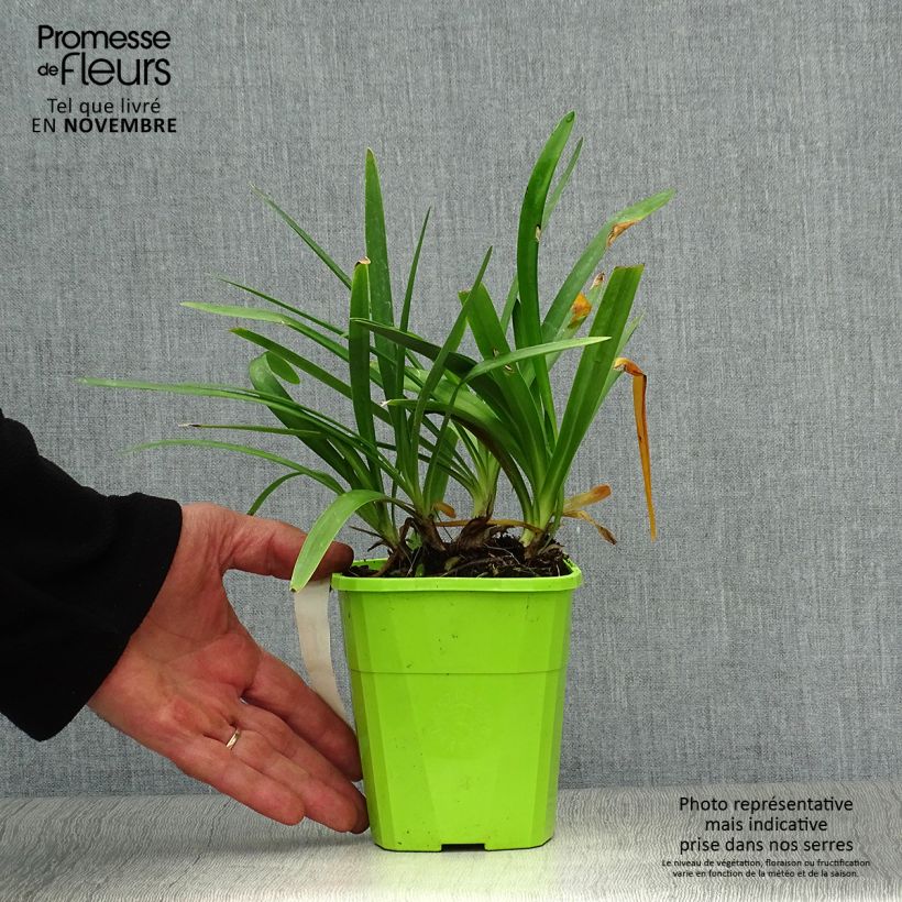 Example of Agapanthus Fireworks - Schmucklilie Topf mit 1L/1,5L as you get in automne