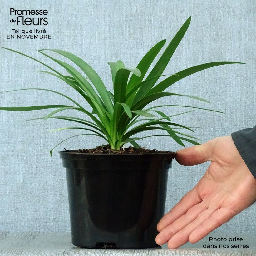 Example of Agapanthus Fireworks - Schmucklilie Topf mit 2L/3L as you get in automne