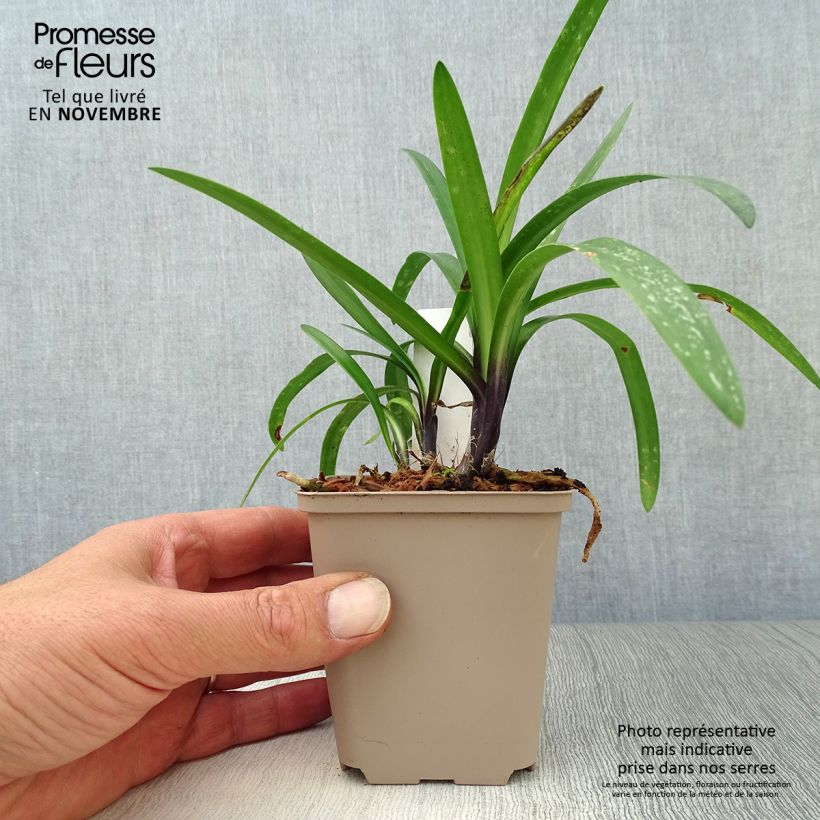 Example of Agapanthus Poppin’ Purple - Schmucklilie Kleine Töpfe von 8/9 cm as you get in automne