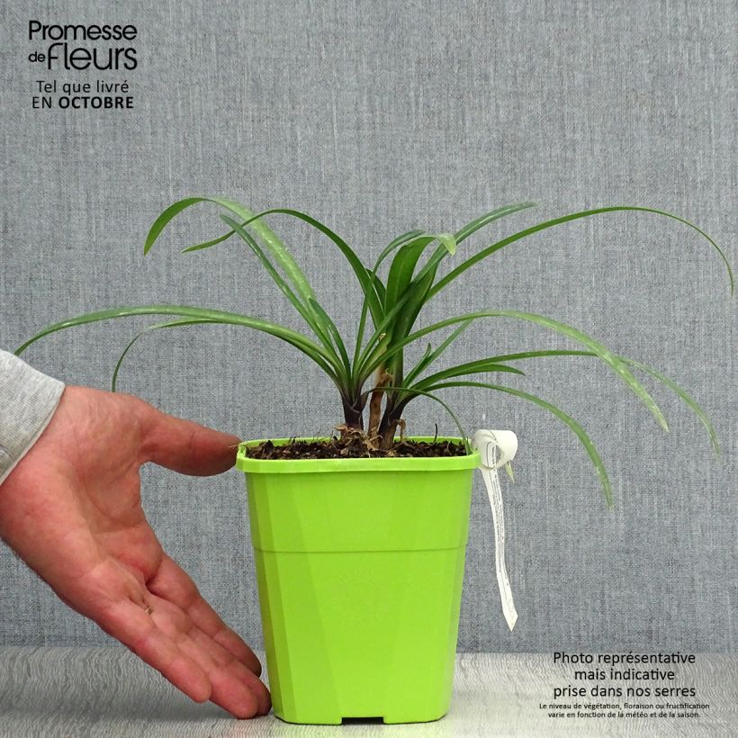 Example of Agapanthus Poppin’ Star - Schmucklilie Topf mit 3L/4L as you get in automne