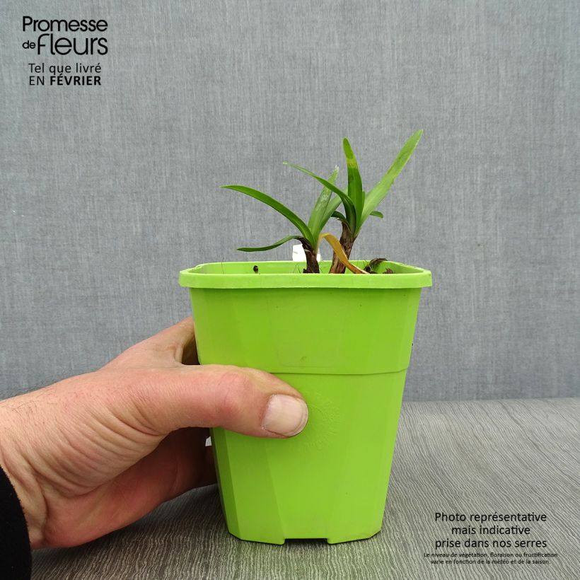 Exemplar von Agapanthus Poppin’ Star - Schmucklilie Topf mit 3L/4L wie im Winter geliefert