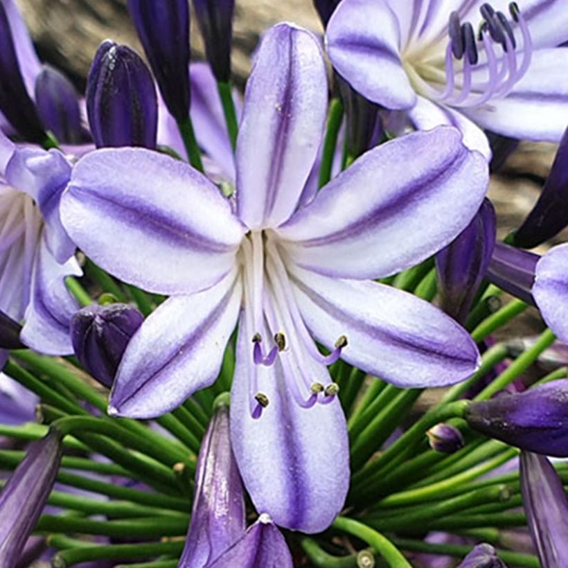 Agapanthus Poppin’ Star - Schmucklilie (Flowering)