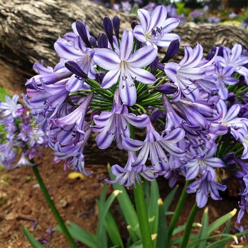 Agapanthus Poppin’ Star - Schmucklilie (Plant habit)