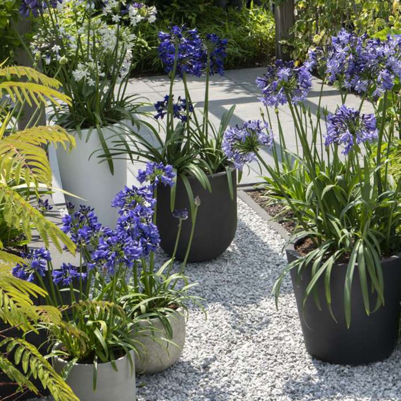 Agapanthus Three Sisters Mix - Schmucklilie (Plant habit)