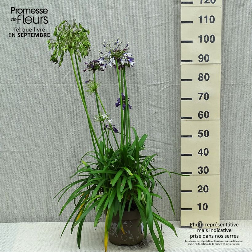 Example of Agapanthus Three Sisters Mix - Schmucklilie Topf mit 6L/7L as you get in automne