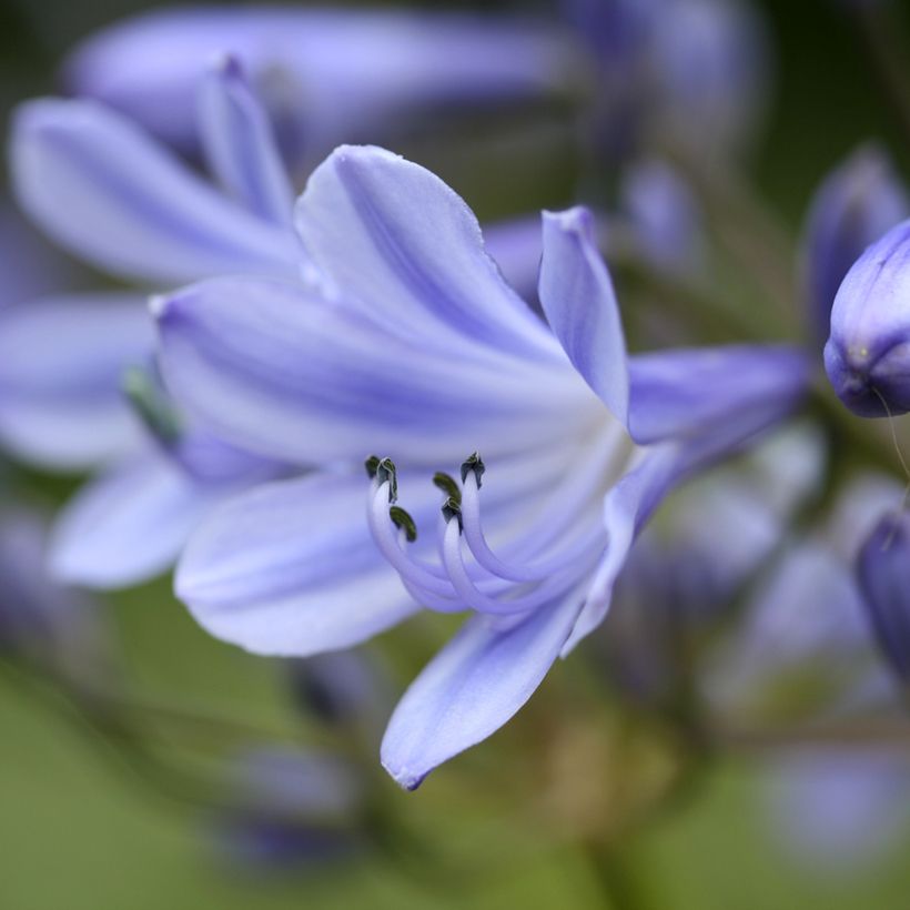 Agapanthus Vallée de la Romanche - Schmucklilie (Flowering)