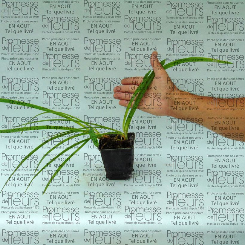 Example of Agapanthus inapertus Graskop - Schmucklilie Kleine Töpfe von 8/9 cm as you get