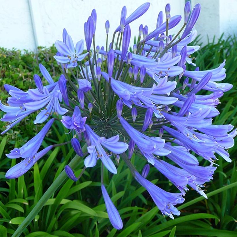 Agapanthus Blue Giant - Schmucklilie (Flowering)