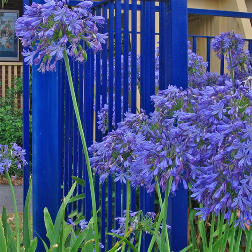 Agapanthus Donau - Schmucklilie (Flowering)