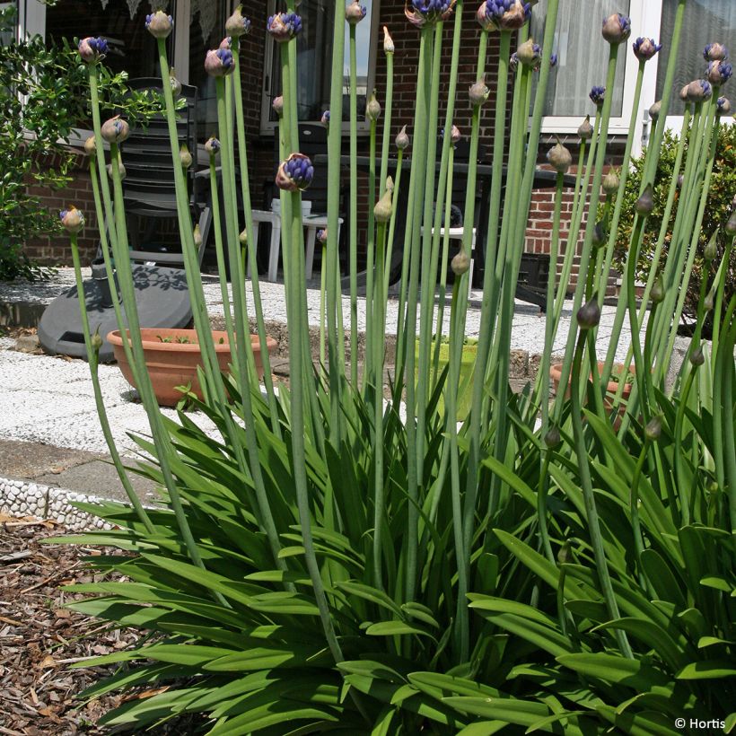 Agapanthus (x) praeco Sofie - Schmucklilie (Plant habit)