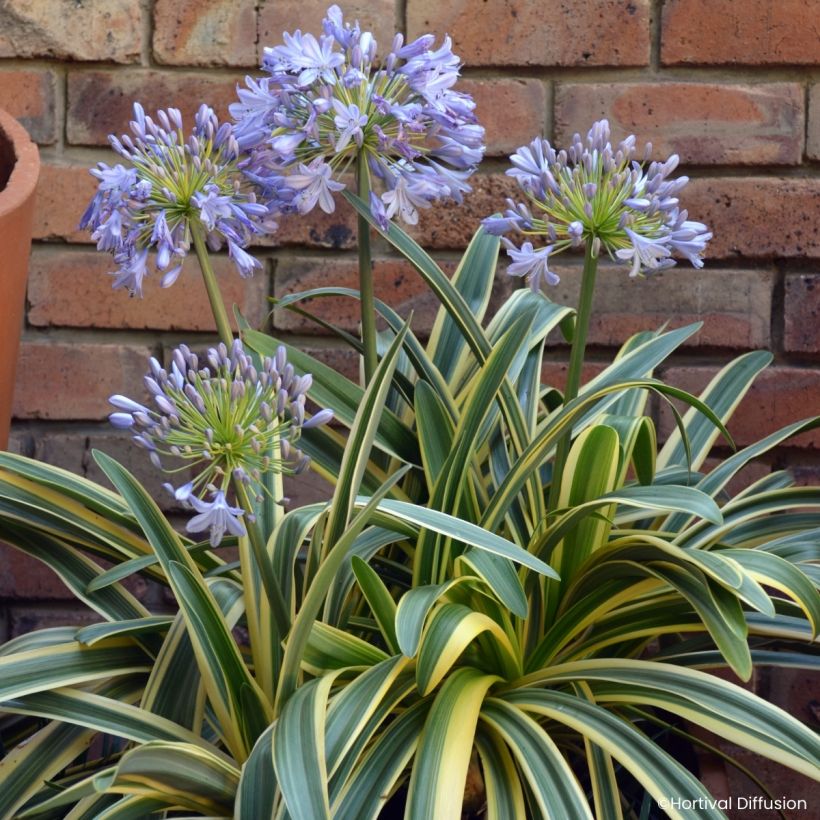 Agapanthe praecox Zambezi (Blüte)