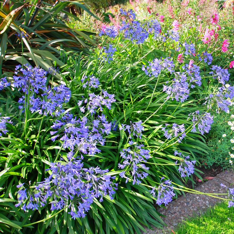 Agapanthus umbellatus - Schmucklilie (Plant habit)
