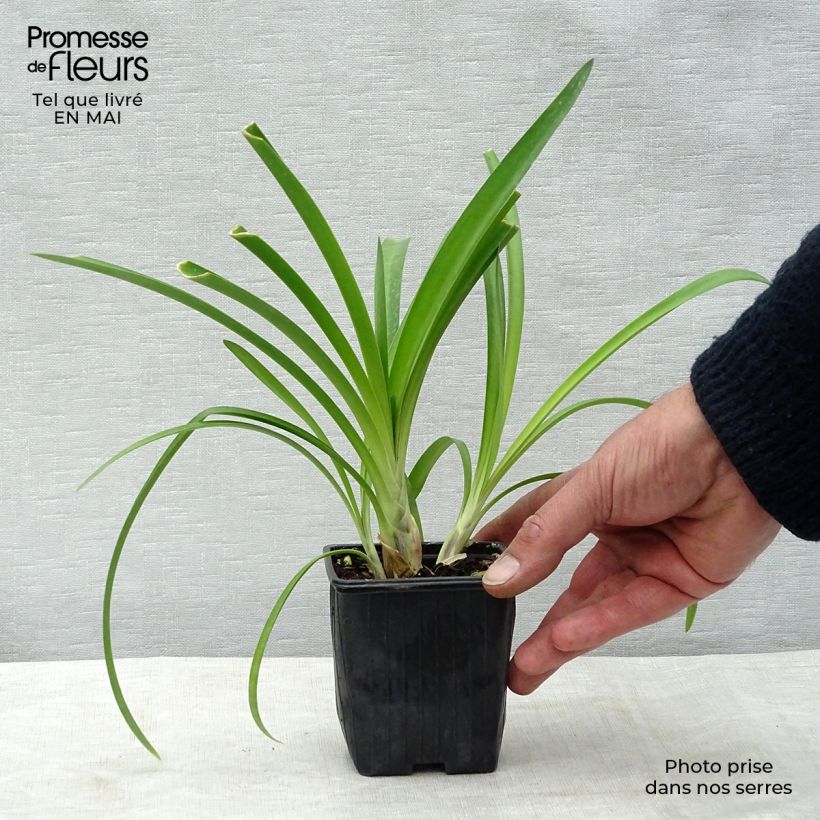 Exemplar von Agapanthus umbellatus - Schmucklilie Kleine Töpfe von 7/8 cm wie im Frühjahr geliefert