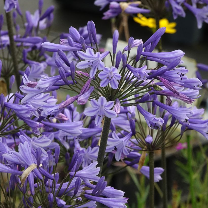 Agapanthus Blue Triumphator - Schmucklilie (Blüte)