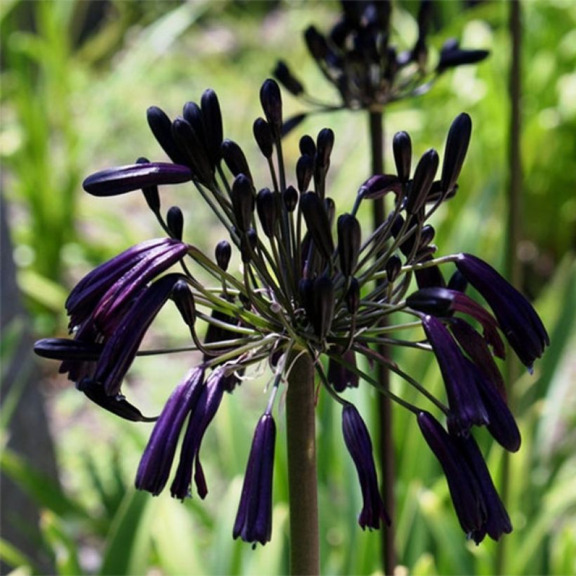 Agapanthus inapertus subsp. pendulus Black Magic - Schmucklilie (Flowering)