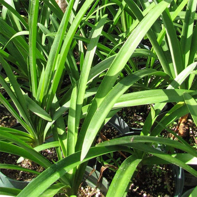 Agapanthus Blue Giant - Schmucklilie (Foliage)