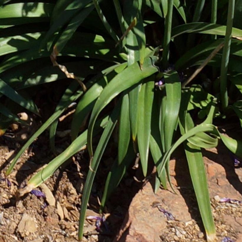 Agapanthus Blue Jeans - Schmucklilie (Foliage)