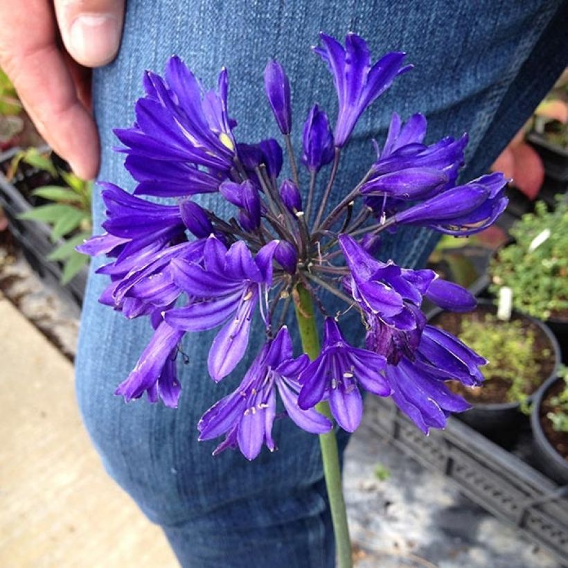 Agapanthus Blue Jeans - Schmucklilie (Flowering)