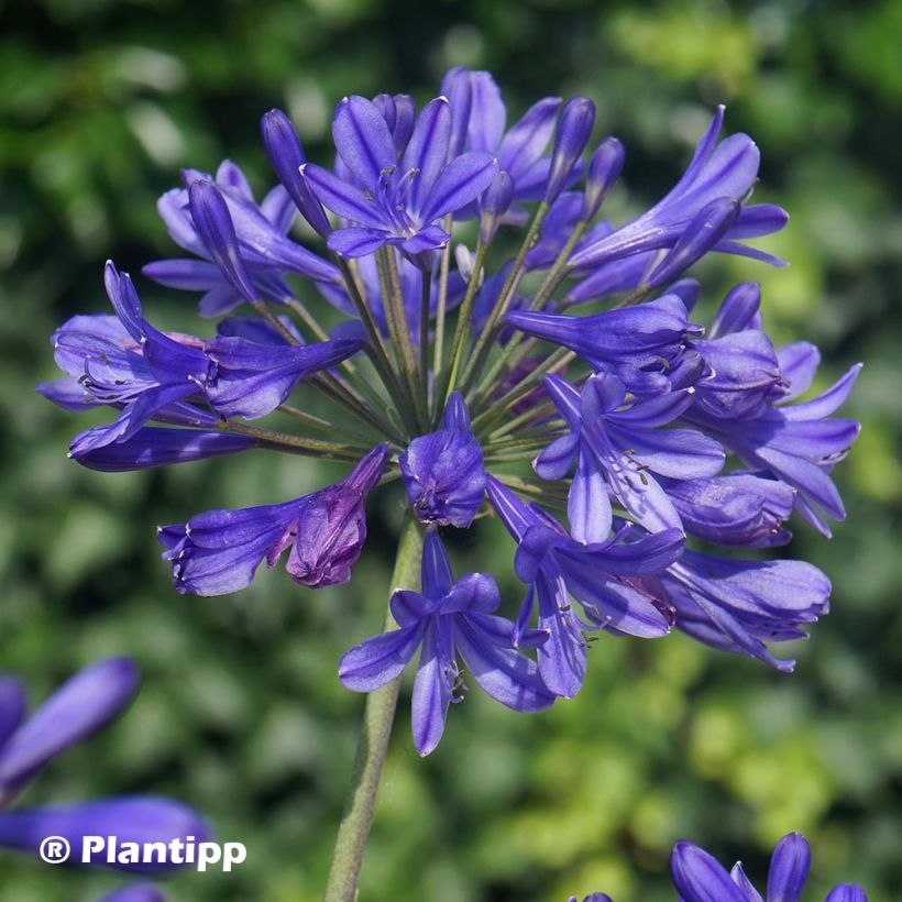 Agapanthus Brilliant Blue - Schmucklilie (Flowering)
