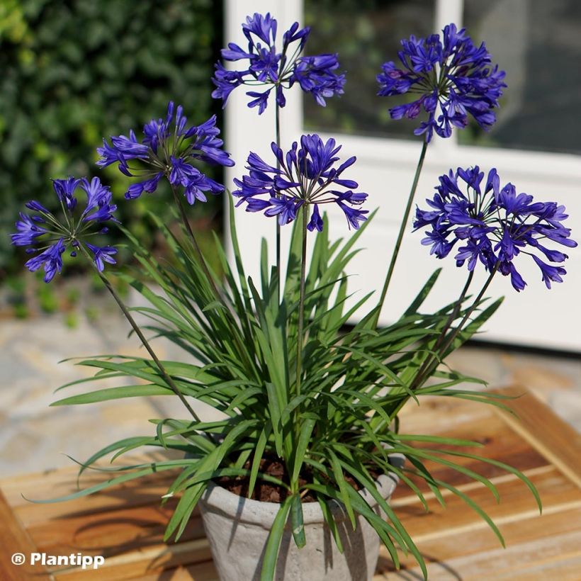 Agapanthus Brilliant Blue - Schmucklilie (Plant habit)