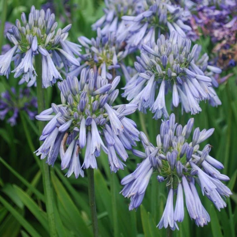Agapanthus Celebration - Schmucklilie (Flowering)