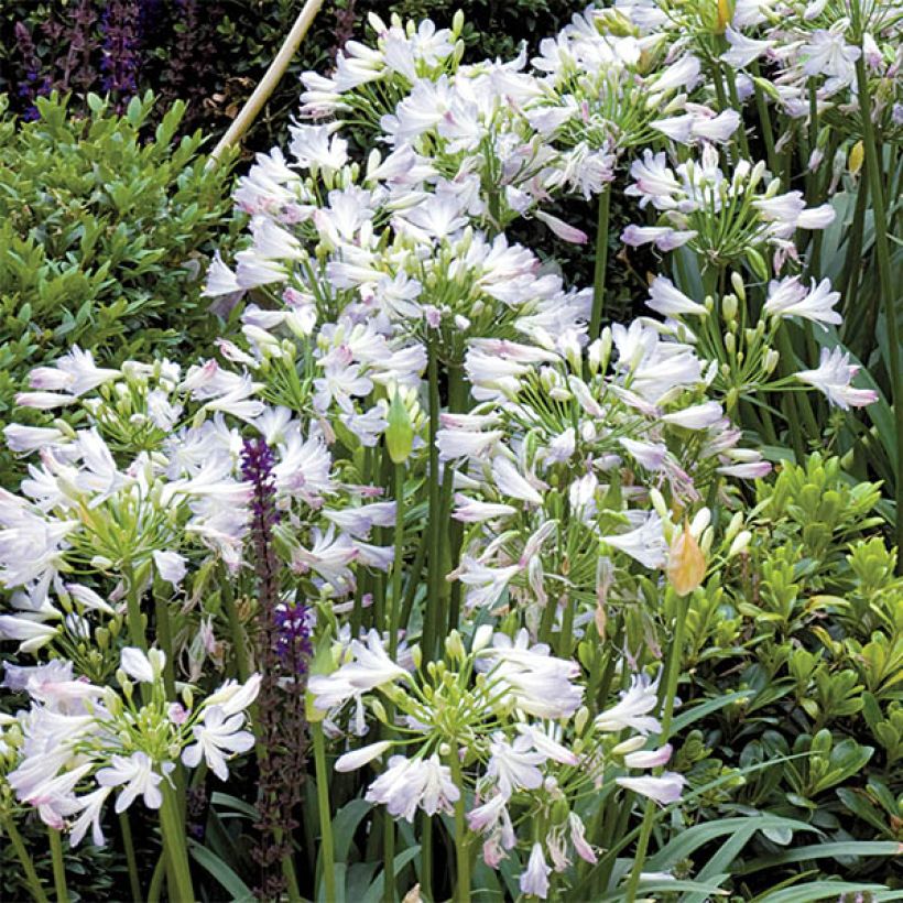 Agapanthus Enigma - Schmucklilie (Flowering)
