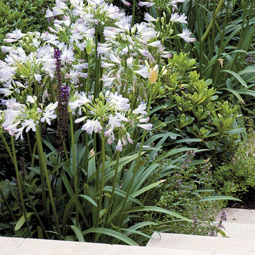Agapanthus Enigma - Schmucklilie (Plant habit)