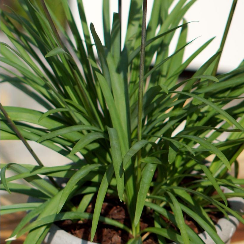 Agapanthus Mi Casa - Schmucklilie (Foliage)