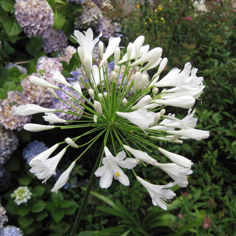 Agapanthus Mi Casa - Schmucklilie (Flowering)