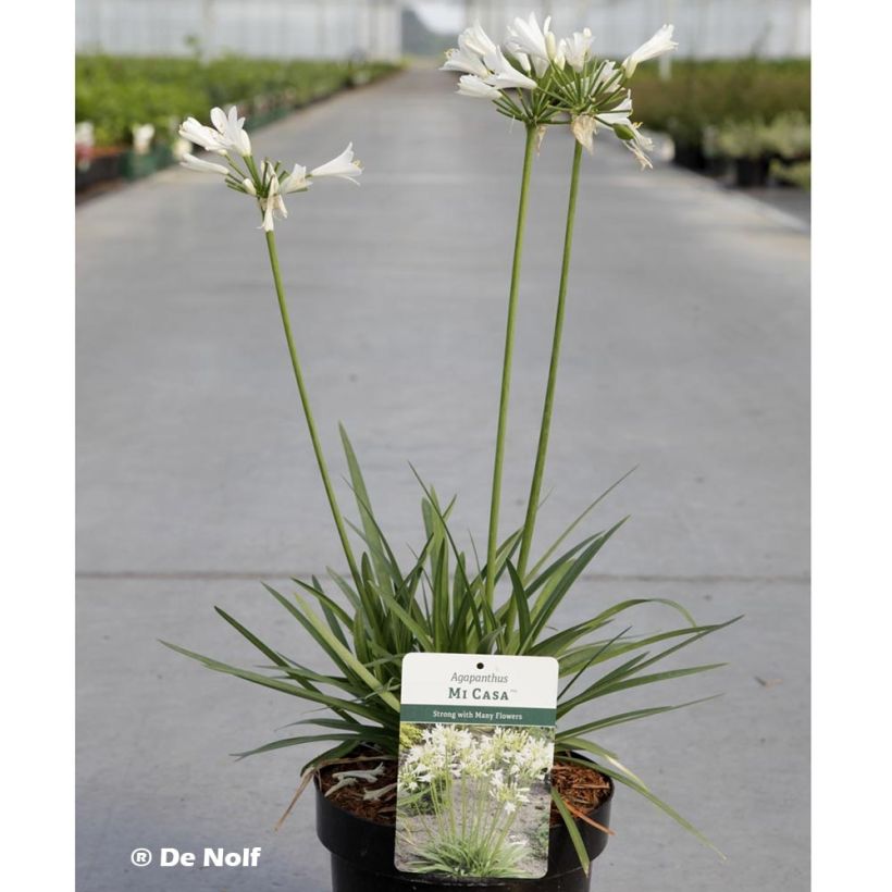Agapanthus Mi Casa - Schmucklilie (Plant habit)