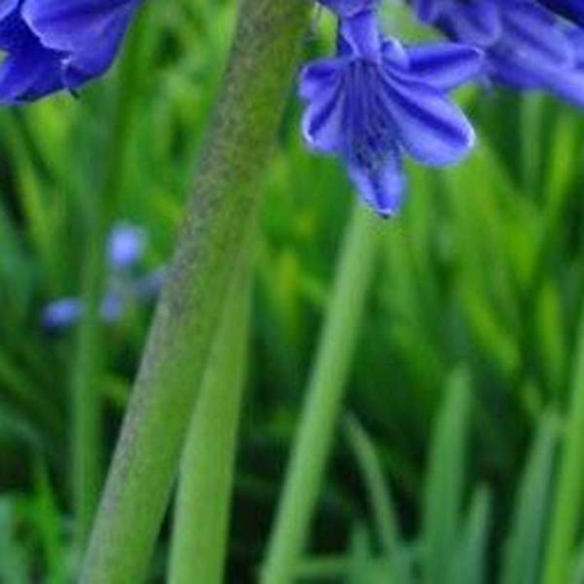 Agapanthus Midnight Blue - Schmucklilie (Foliage)