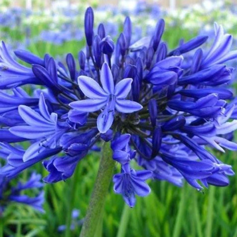 Agapanthus Midnight Blue - Schmucklilie (Flowering)