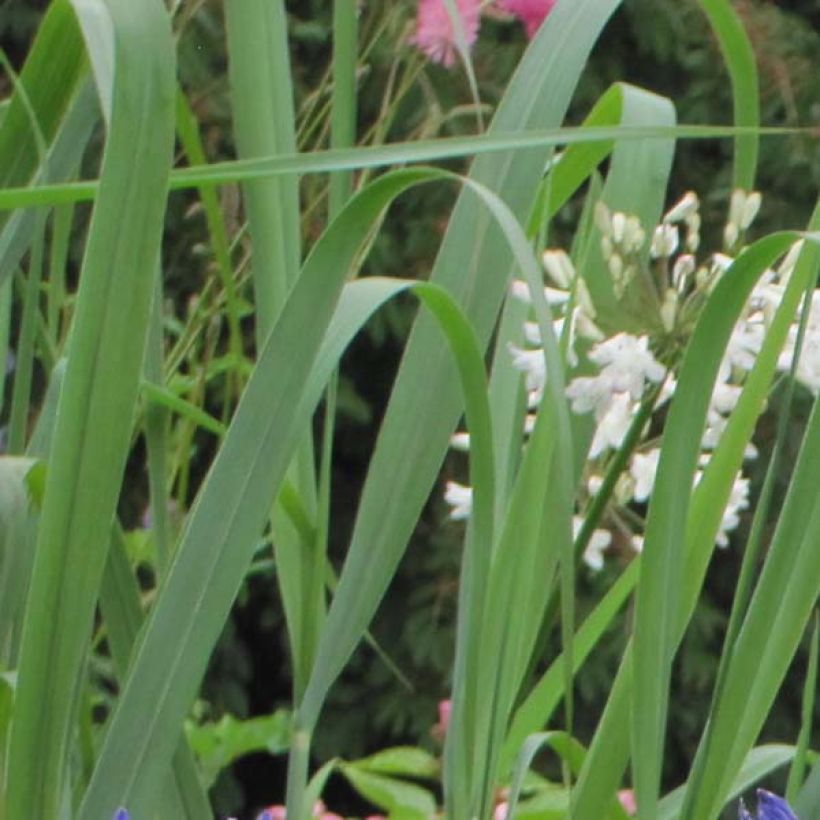 Agapanthus Navy Blue - Schmucklilie (Foliage)