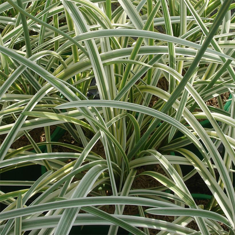 Agapanthus Silver Moon - Schmucklilie (Foliage)