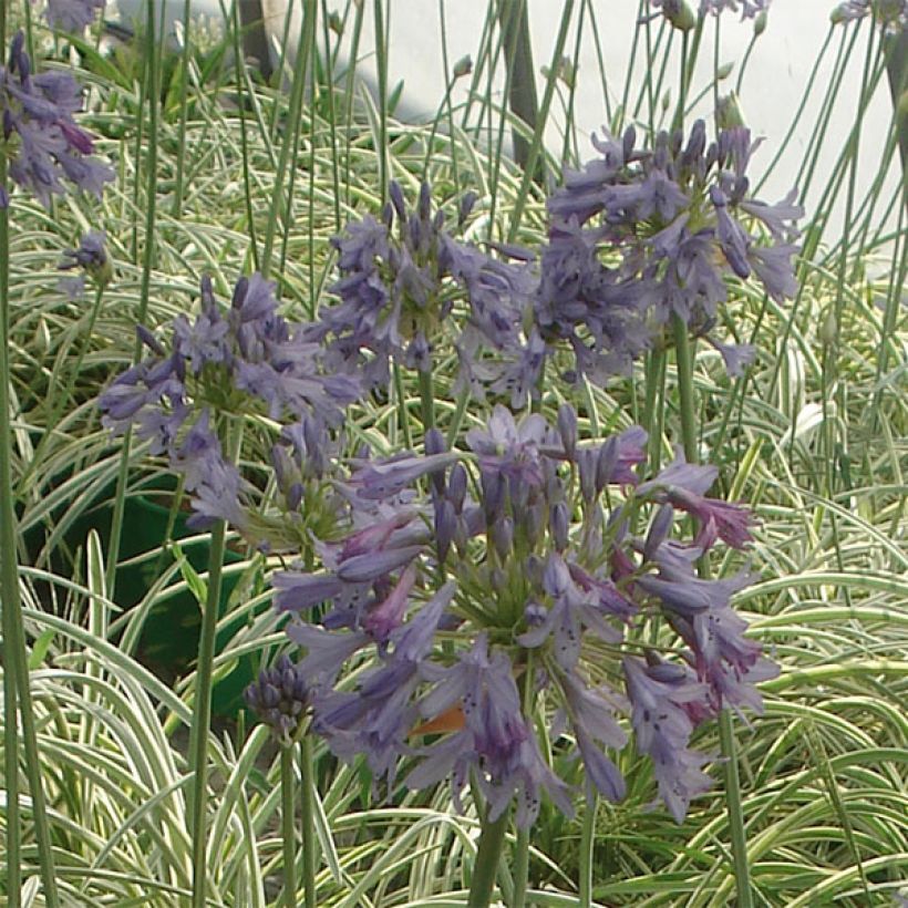 Agapanthus Silver Moon - Schmucklilie (Flowering)