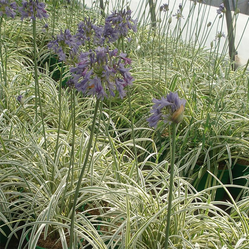 Agapanthus Silver Moon - Schmucklilie (Plant habit)