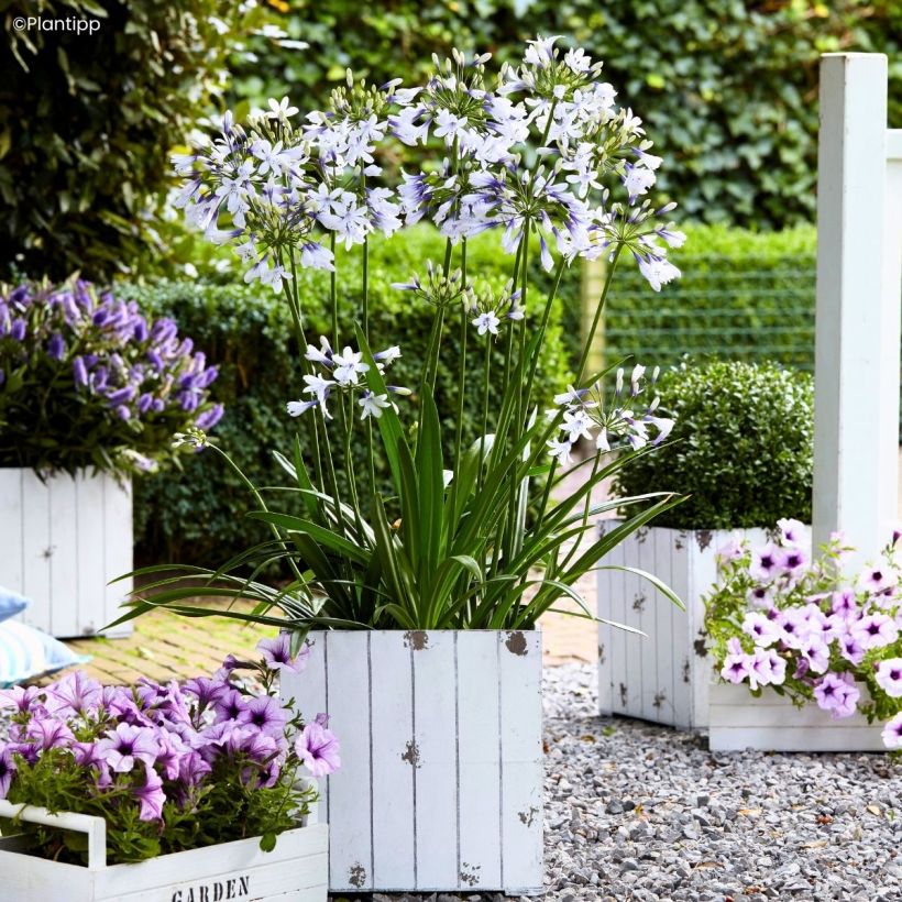 Agapanthus Twister - Schmucklilie (Wuchs)